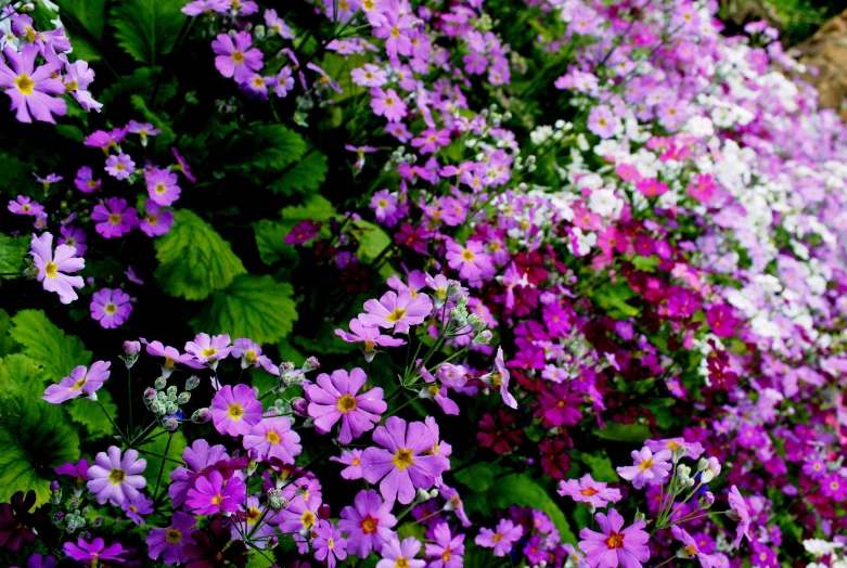 purple flowers growing in the middle of an outdoor garden