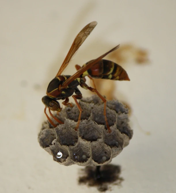 two yellow bugs standing on top of a pile of concrete