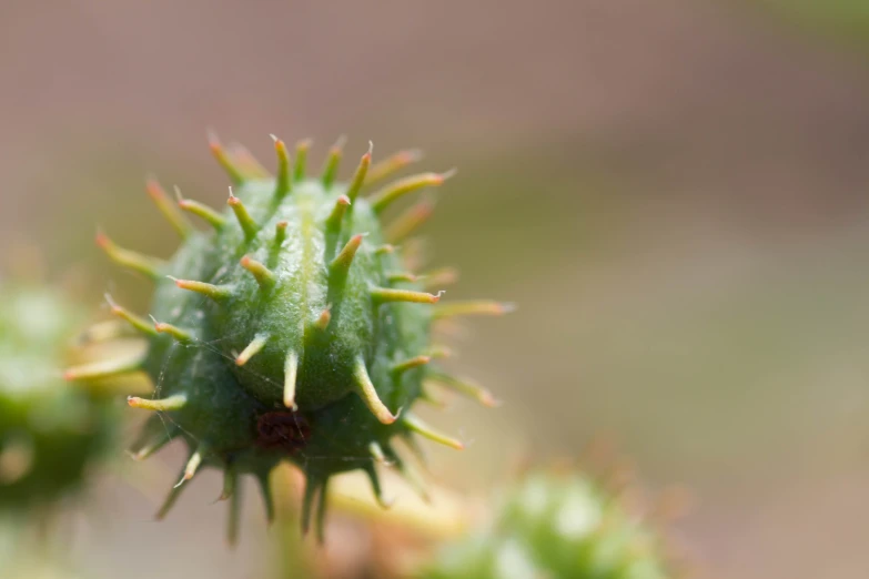 a small cactus with small holes in the middle