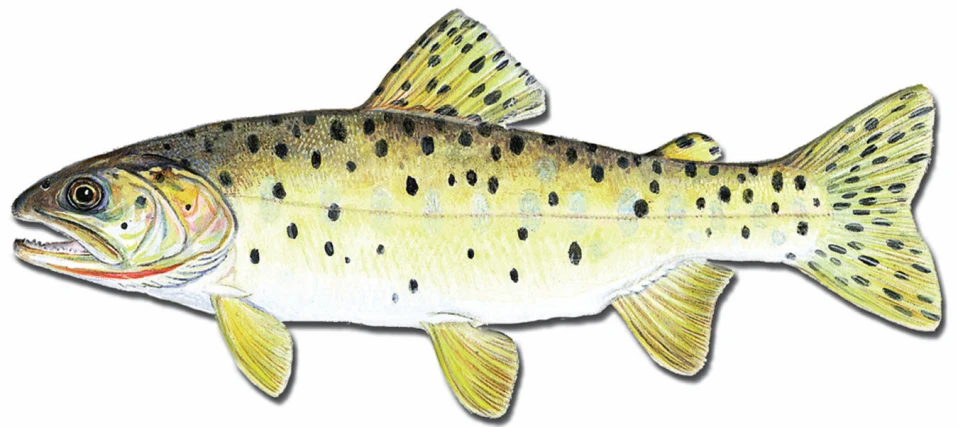 a drawing of a fish that is yellow and black