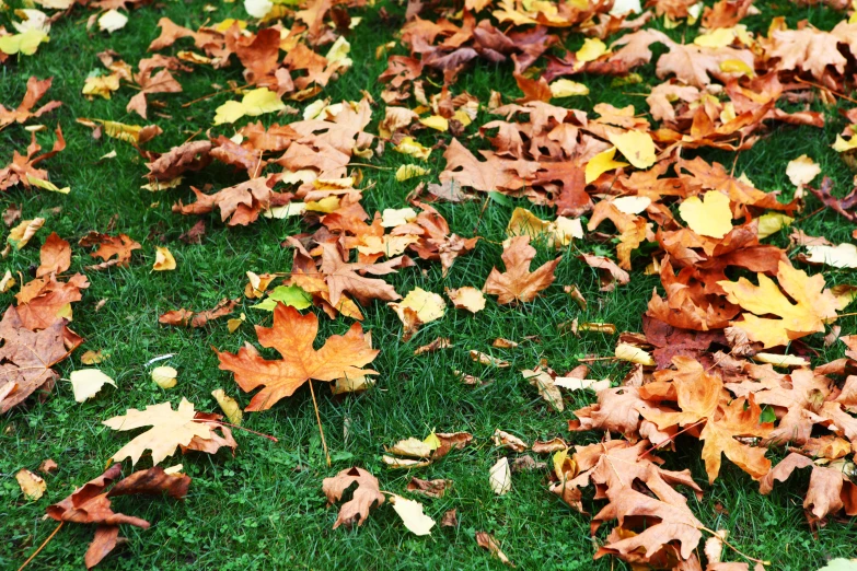 a bunch of fallen leaves lying on the grass