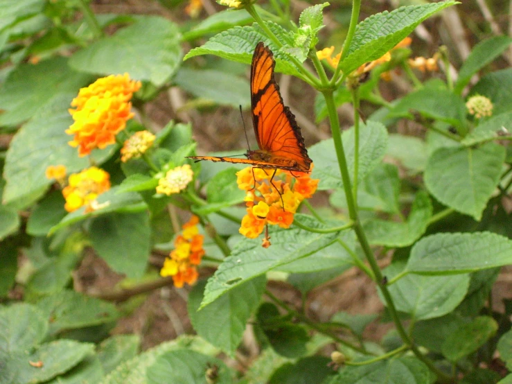 there is a very pretty orange erfly on yellow flowers