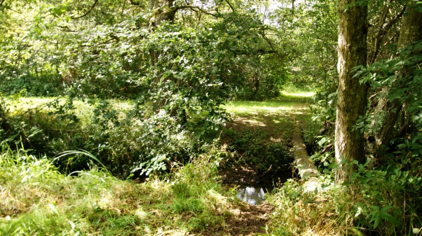 a small creek running through the woods