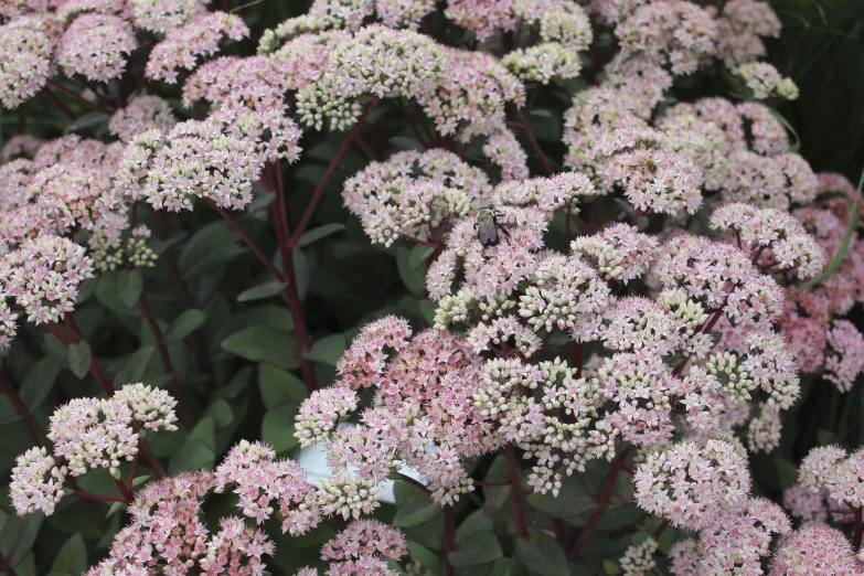 pink flowers in bloom on green leaves in plant