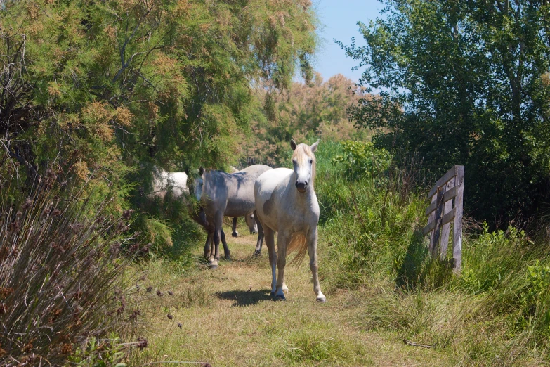 three horses standing on a grassy path in the woods