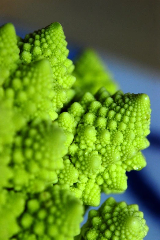 the green, uncut broccoli looks so fresh and fluffy