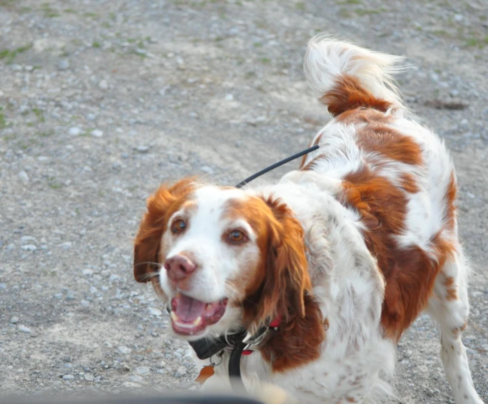 a dog walking down the road while wearing a leash