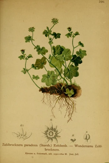 an antique drawing of a plant and its roots