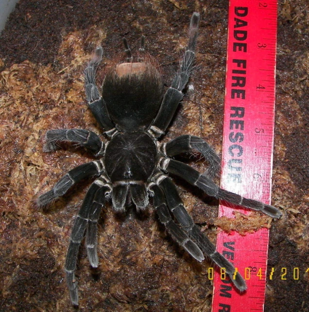 a black spider sitting on a pile of brown stuff