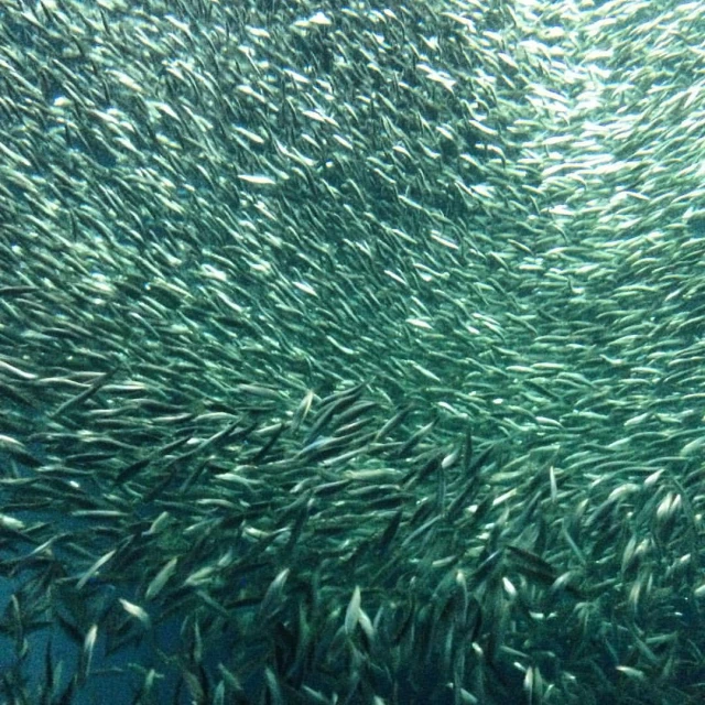 fish are swimming close together in the ocean