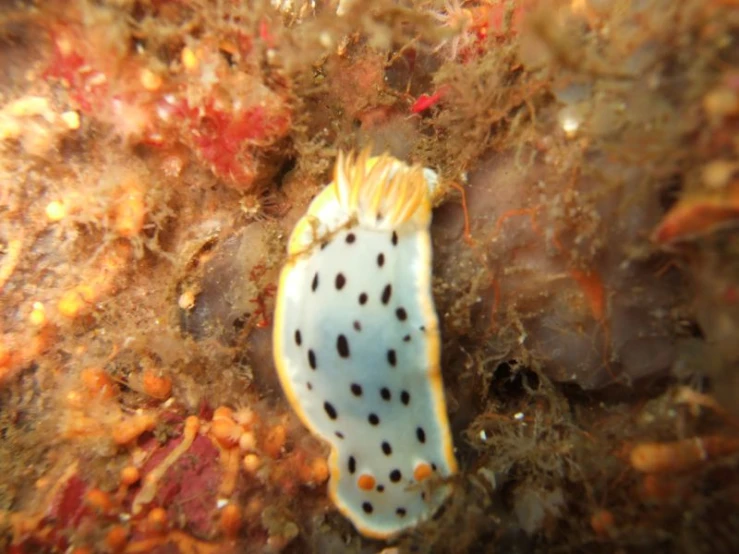 a weird looking fish with yellow and black spots