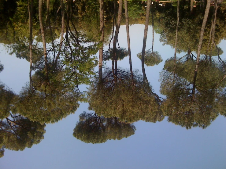 an image of tree reflection in the water