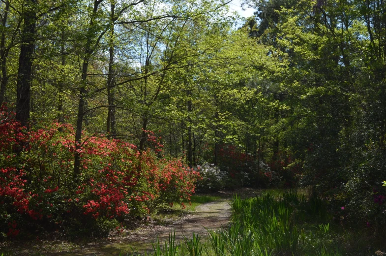 the pathway is bordered by wildflowers and trees