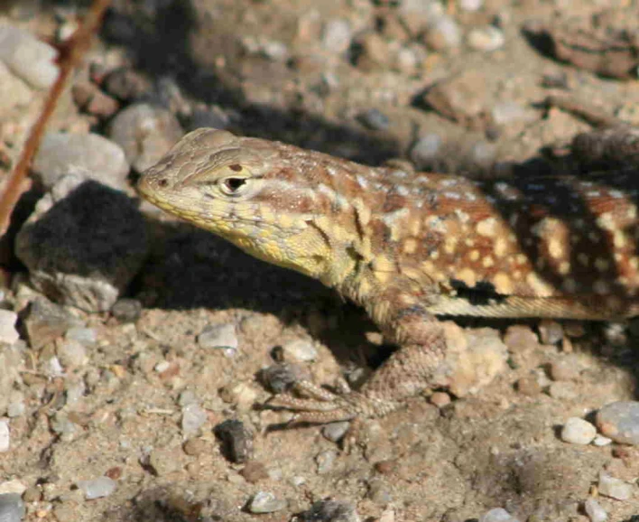 a lizard is standing on the ground outside