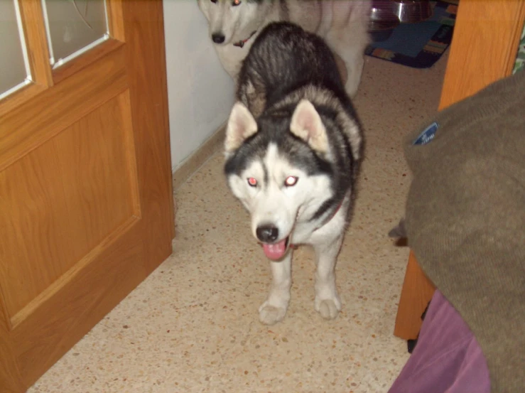 a close up of two dogs walking into a doorway