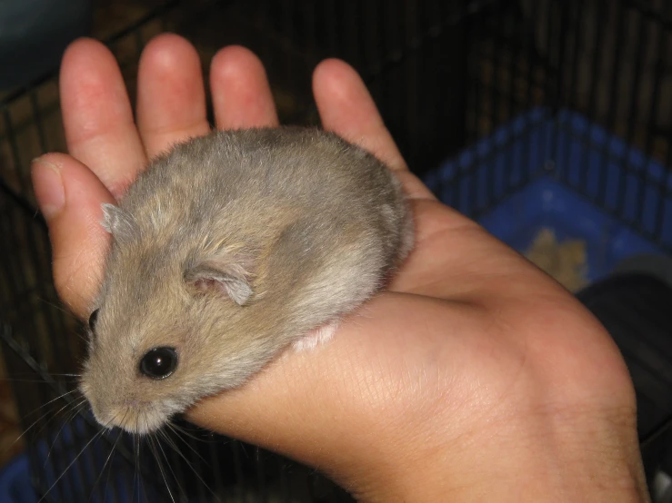 a hamster in a hand near a metal cage