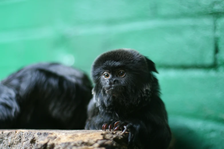 small monkey with big, thick and dark hair sitting on a log