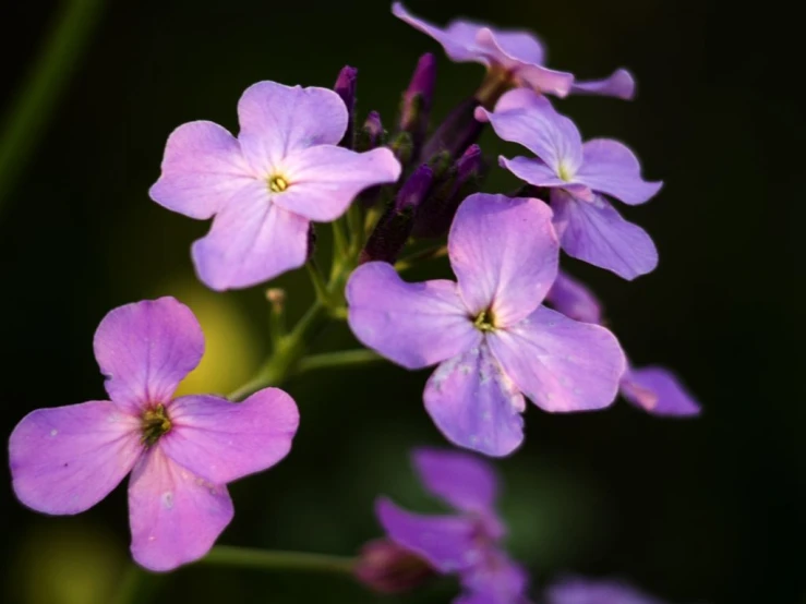 purple flowers bloom in the spring while a black background glows