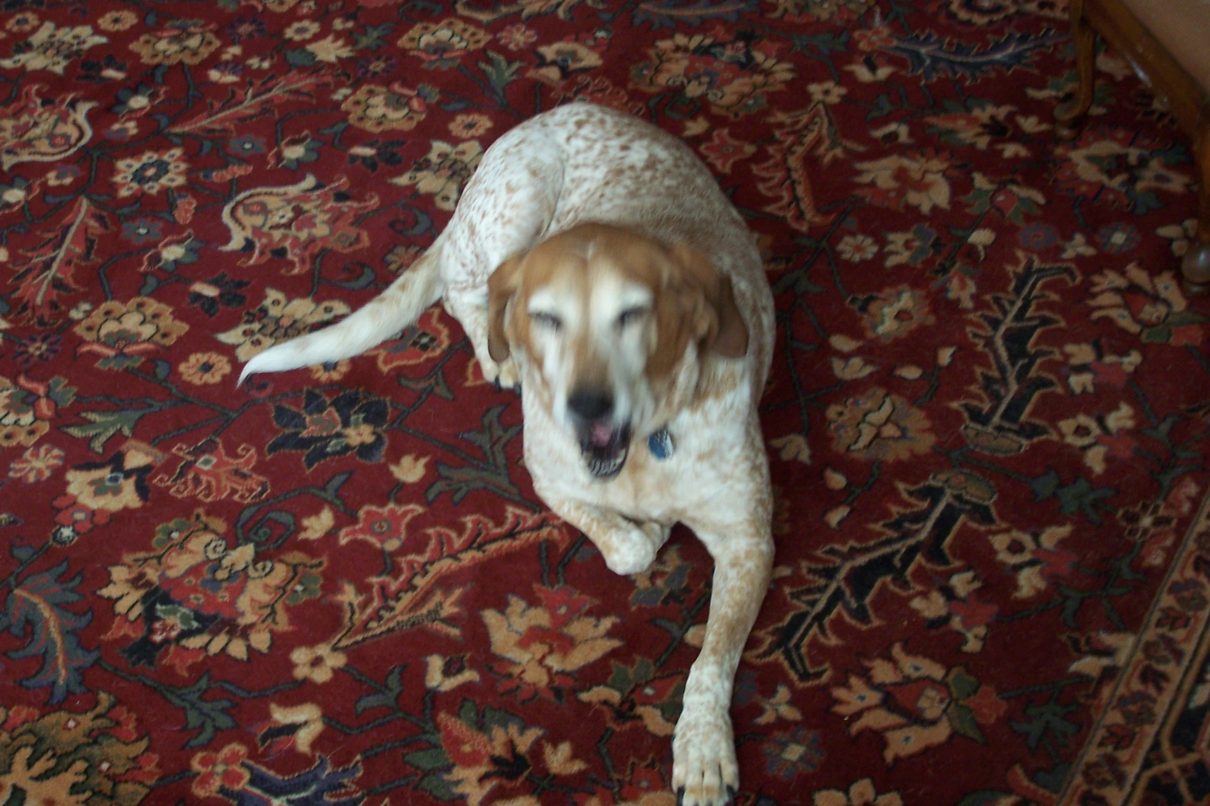 the dog is laying down on the red carpet