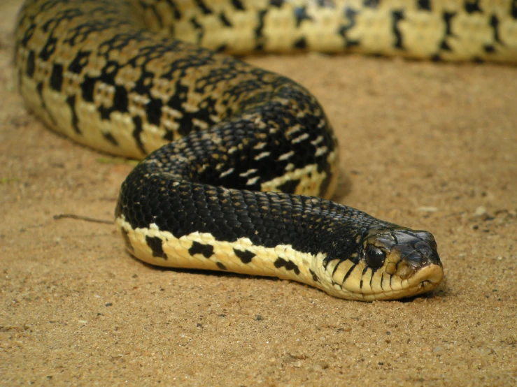 a close up of a snake laying on the ground