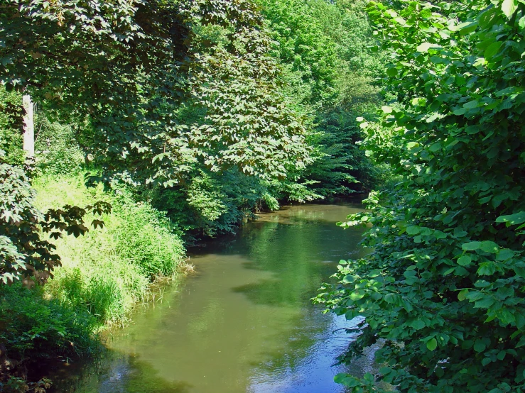 a wide body of water surrounded by lush green trees