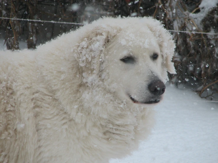 white long haired dog sitting in the snow