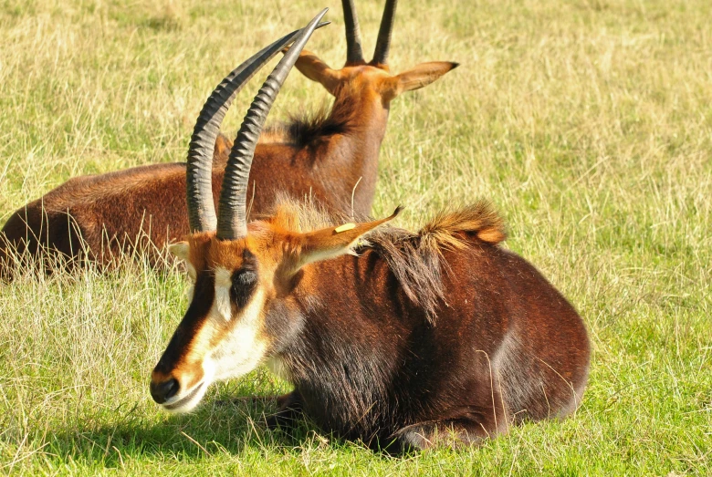 two brown animals that are laying down in some grass