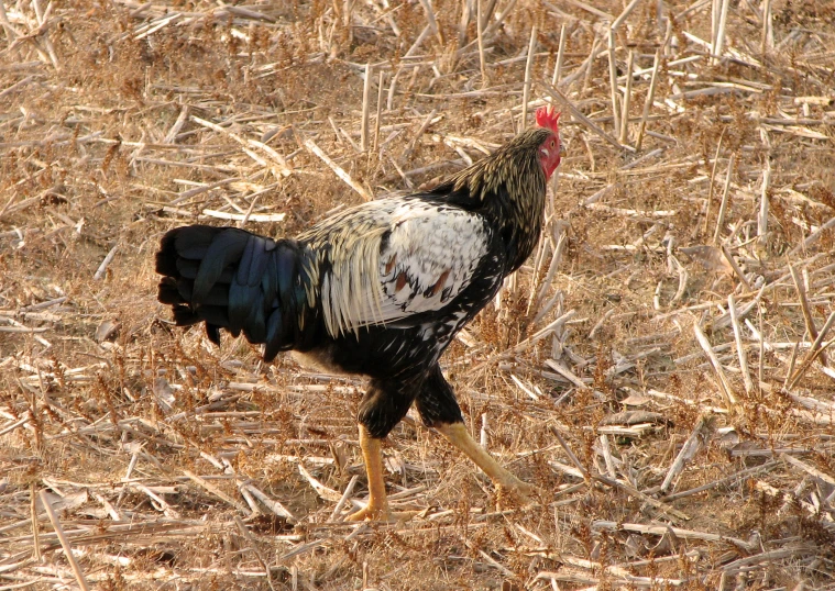 a turkey walking through dry straw and grass