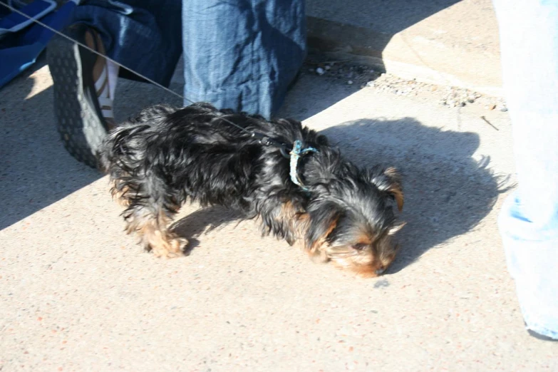 small dog standing on the sidewalk being walked by someone