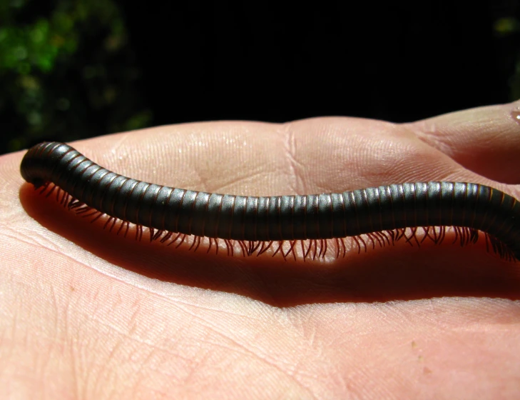 a black caterpillar on a hand of someone