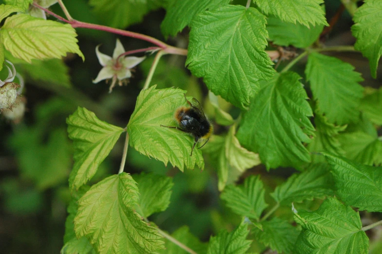 a bee sitting on top of a leaf filled tree