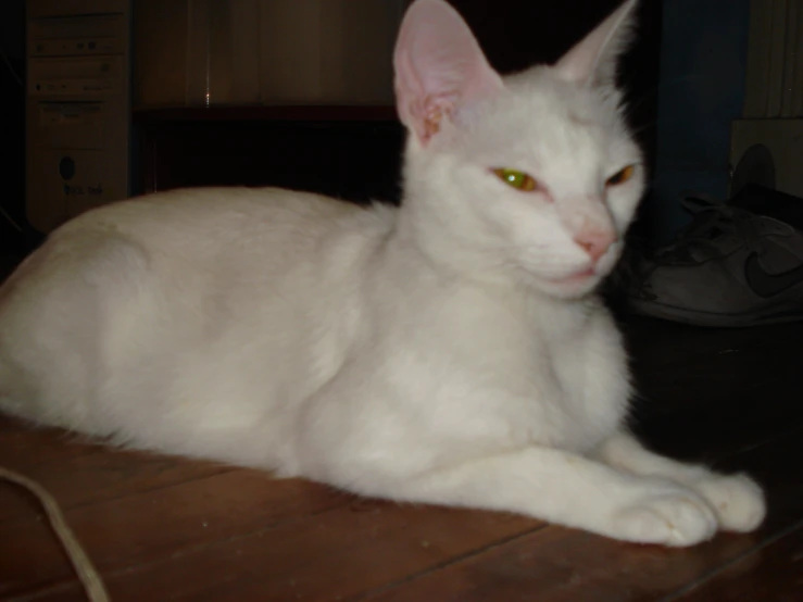 the white cat is resting on the wooden floor