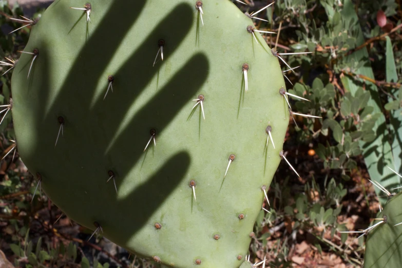 a green cactus with small white needles next to plants