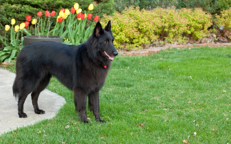 a black dog is standing in a yard
