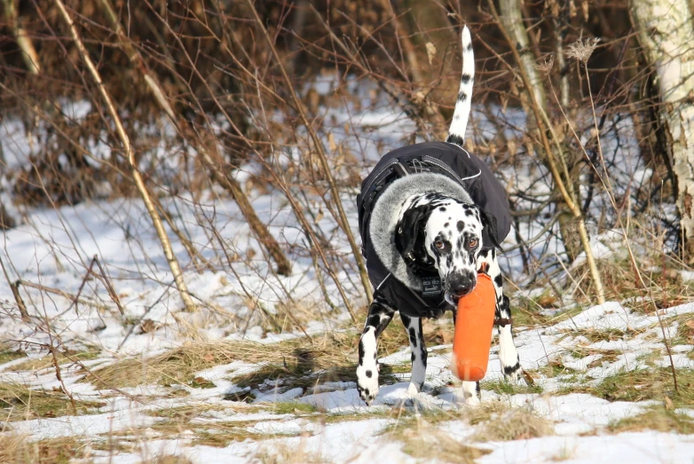 a dog with a jacket on walking through the snow holding a frisbee