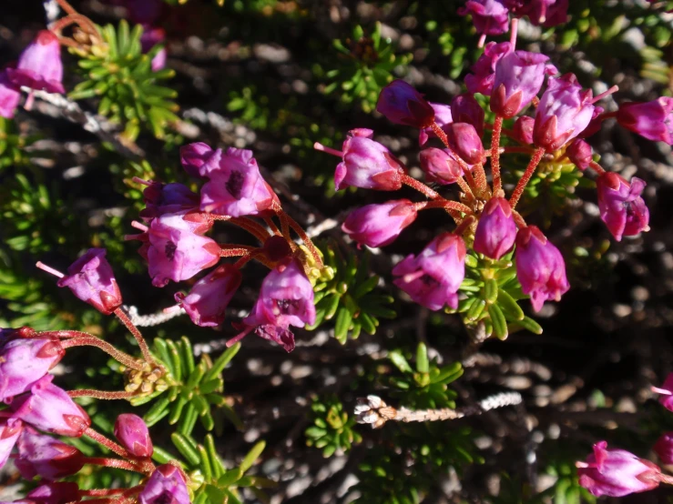 purple flowers growing out of a patch of grass