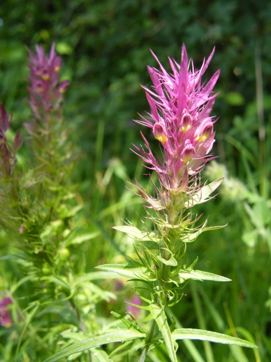 a flower that is growing in some kind of grass