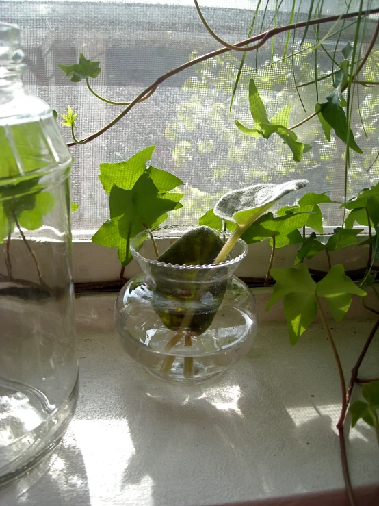 a glass vase is holding a green plant