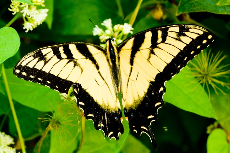 there is a yellow and black erfly on the ground