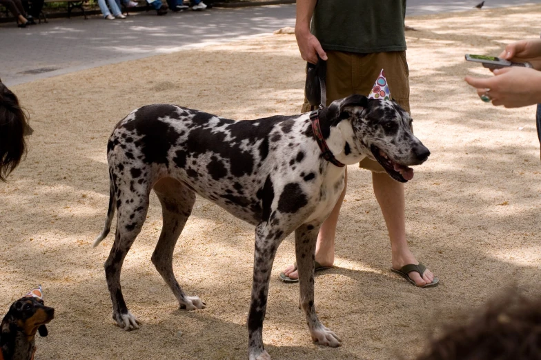 a spotted dog standing next to a group of people