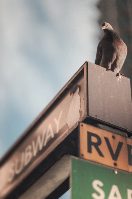 the bird is perched on top of a street sign