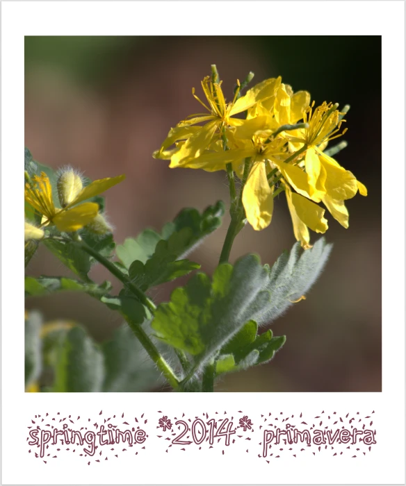 a flower with small leaves and two birds standing around