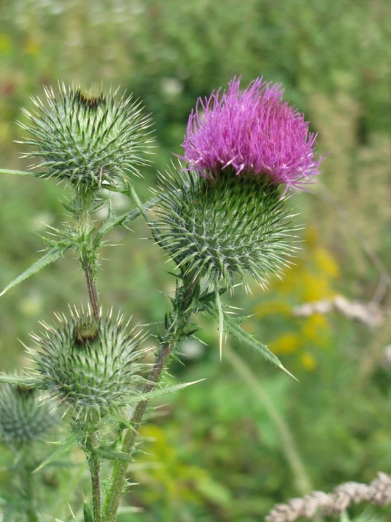 some flowers with small spiky buds are in the field