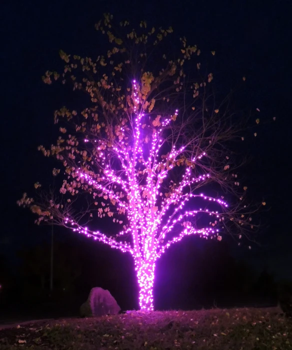 lighted tree in park with grass at night