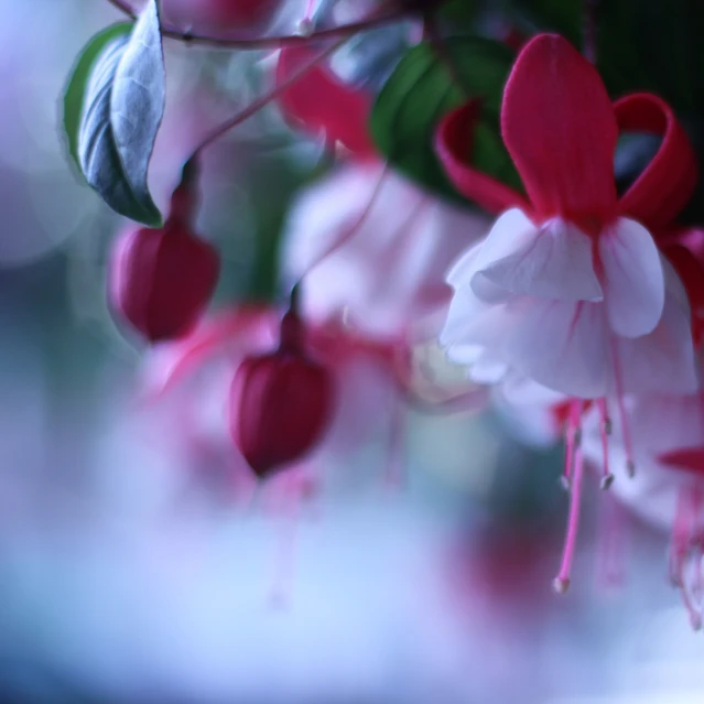 a close up po of red and white flowers