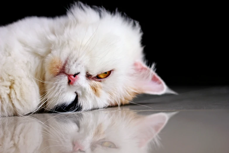 a white and yellow cat laying on a shiny surface