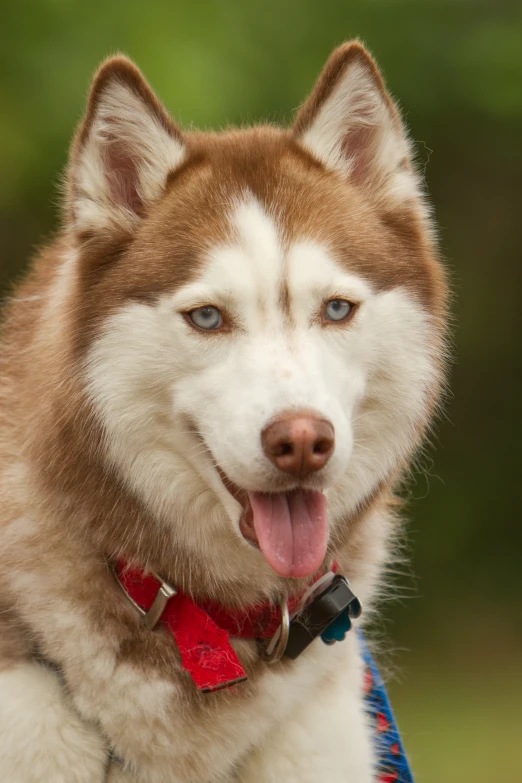 a husky dog wearing a collar with a pattern on it