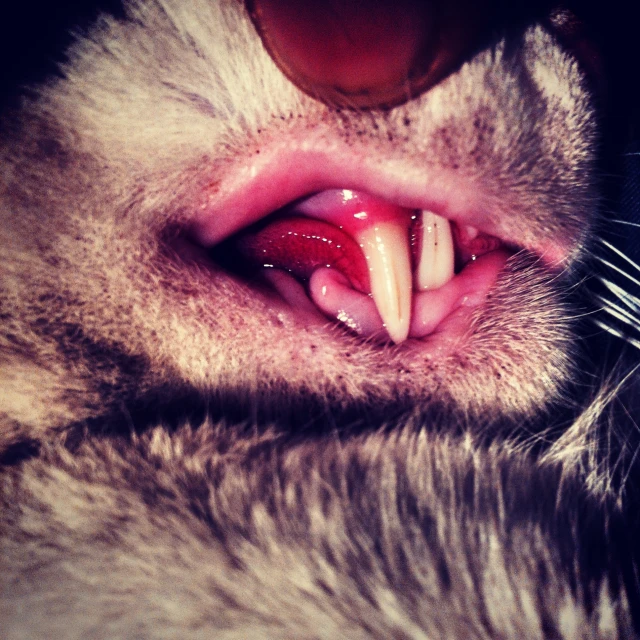 a close up view of a cat's teeth with the animal's nose bleeding