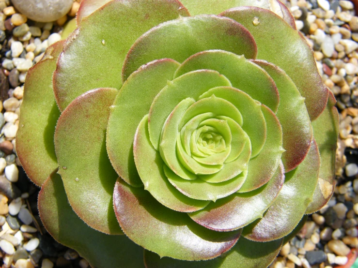 a flower sitting on top of a green plant