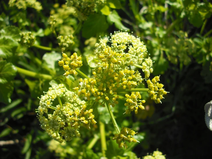 a plant in a field with erflies sitting on it